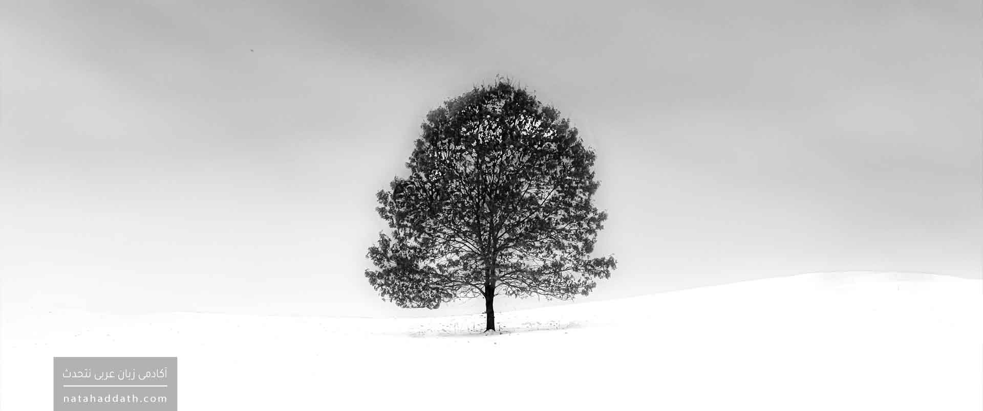 مرجع ضمیر در عربی | دفتر اول؛ تقدم لفظی و معنوی مرجع ضمیر، و عود ضمیر بر متأخر لفظا و رتبة