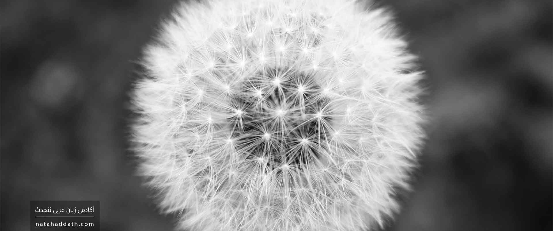 مرجع ضمیر در عربی | دفتر دوم؛ تعدد مرجع ضمیر، و تطابق ضمیر با مرجع ضمیر