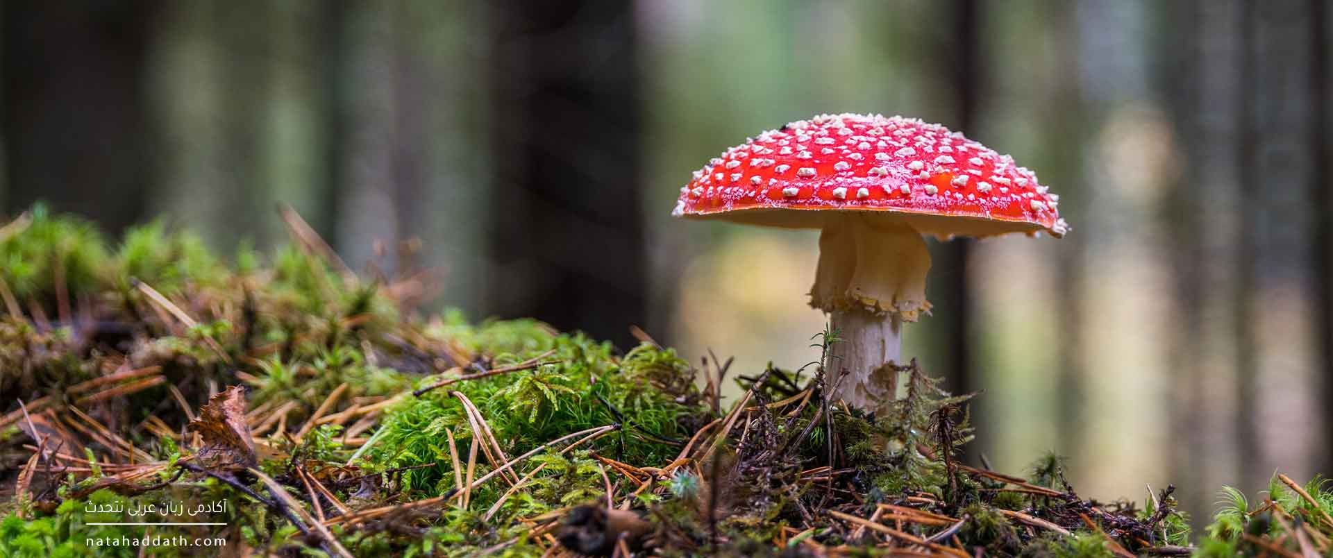 نصب فعل مضارع | دفتر اول؛ حروف ناصبه