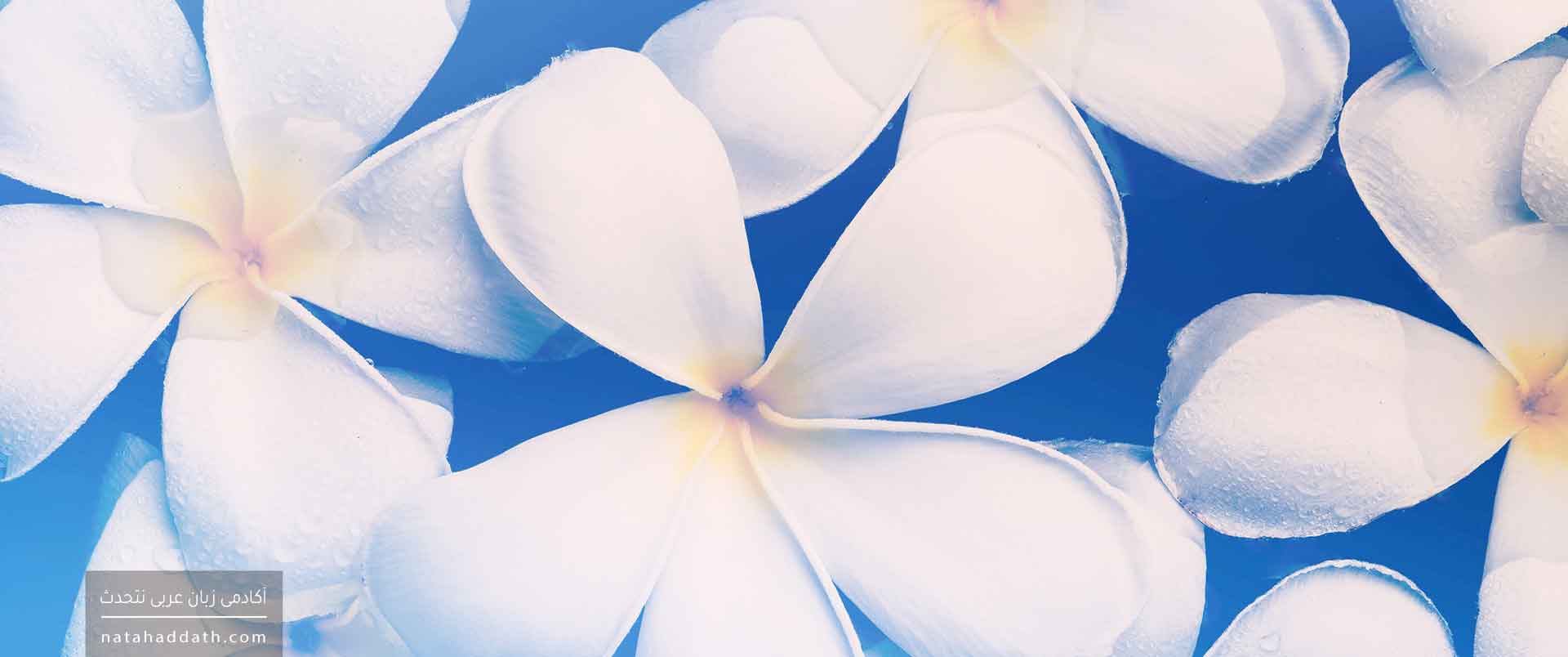 مفعول مطلق | دفتر اول؛ انواع مفعول مطلق و نایب آن